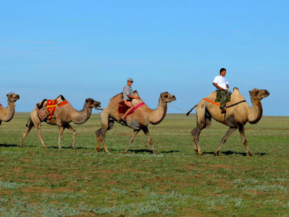 Camels Camels