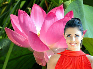 Blooming lotus Blooming lotus