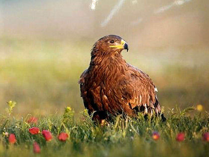 Zentrum von Wild Tiere Zentrum von Wild Tiere